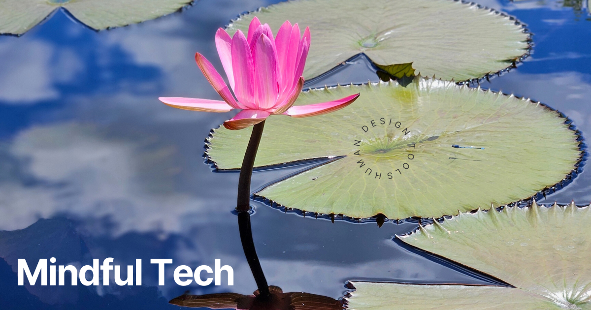 pink lily in the water